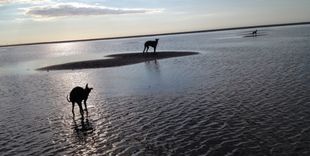 Alltagstraining für Windhunde – Rückruf, Begegnungen, Fütterung