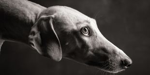 Philosophie im Umgang mit Windhunden