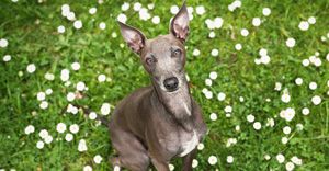 Windhunde, mit denen ich gelebt habe