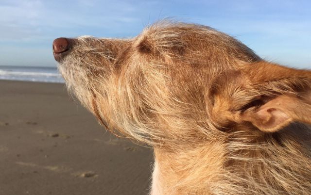 Rauhaariger Podenco blickt am Strand in den Wind – Windhund genießt den Frühling am Meer.
