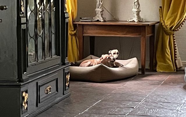 Kleiner Windhund liegt entspannt in seinem Hundebett in einem ruhigen Wohnraum.