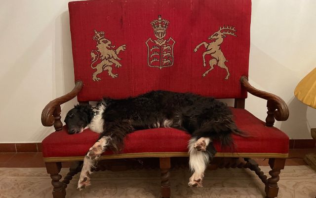 Windhund mit gesenktem Kopf im Gras – intensives Schnüffeln und Erkunden im Alltag.