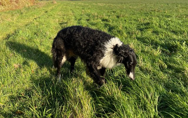 Barsoi läuft aufmerksam über eine Frühlingswiese – ruhige Bewegung und Beobachtung.