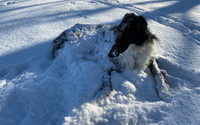 Windhund wälzt sich im Schnee – Winterspaß auf der Wiese