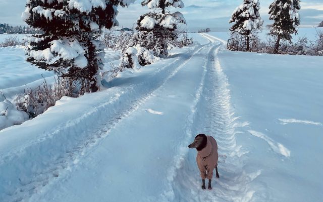 Verschneiter Weg – Windhund im Wintermantel unterwegs